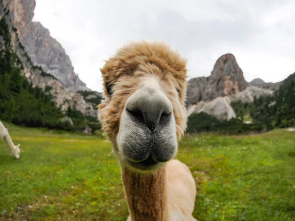 Een Schattig Alpaca Portret Groene Gras Achtergrond Dolomieten Berg — Stockfoto