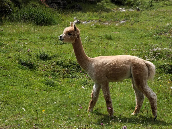 Cute Alpaca Portrait Green Grass Background Dolomites Mountain — Stock Photo, Image