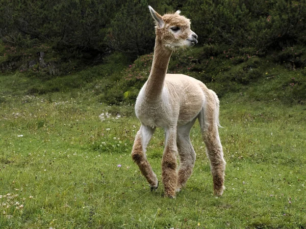 Söt Alpaca Porträtt Grönt Gräs Bakgrund Dolomiter Berg — Stockfoto