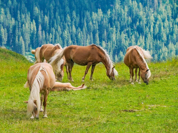 サウスティロルのイタリアのドロミテ山アルプスの牧草地でドロマイト馬で緑の草の上に放牧するハイフリンガーブロンド馬のグループ ストック写真