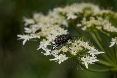 Uçan yeşil şişe beyaz bir çiçekle besleniyor.