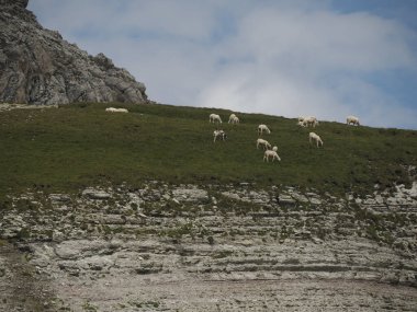 Kuzey İtalya 'da nefes kesen bir dağ sırası olan Dolomites dağlarında bulunan koyun sürüsü portresi..