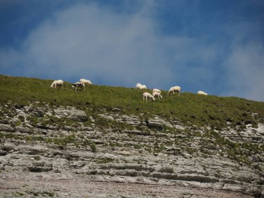 Kuzey İtalya 'da nefes kesen bir dağ sırası olan Dolomites dağlarında bulunan koyun sürüsü portresi..