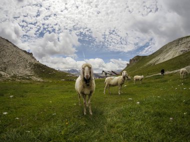 Kuzey İtalya 'da nefes kesen bir dağ sırası olan Dolomites dağlarında bulunan koyun sürüsü portresi..