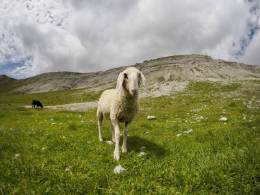 Kuzey İtalya 'da nefes kesen bir dağ sırası olan Dolomites dağlarında bulunan koyun sürüsü portresi..