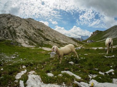 Kuzey İtalya 'da nefes kesen bir dağ sırası olan Dolomites dağlarında bulunan koyun sürüsü portresi..