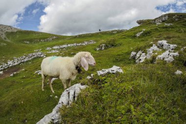 Kuzey İtalya 'da nefes kesen bir dağ sırası olan Dolomites dağlarında bulunan koyun sürüsü portresi..