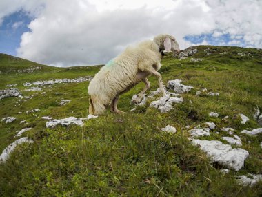 Kuzey İtalya 'da nefes kesen bir dağ sırası olan Dolomites dağlarında bulunan koyun sürüsü portresi..