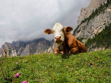 Kuzey İtalya 'da nefes kesen bir dağ sırası olan Dolomitlerin yeşil çimlerinde dinlenen bir inek..