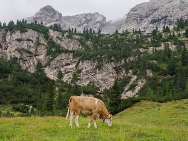 Kuzey İtalya 'da nefes kesen bir dağ sırası olan Dolomitlerin yeşil çimlerinde dinlenen bir inek..