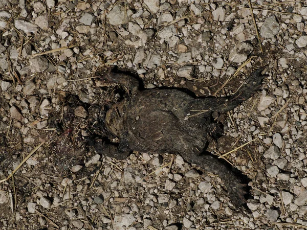 冬季过后 白云石中一只冻死的普通山蛙 — 图库照片