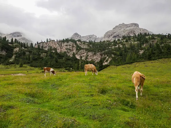 Корова Відпочиває Зеленій Траві Гір Доломітів Захоплюючий Гірський Хребет Півночі — стокове фото