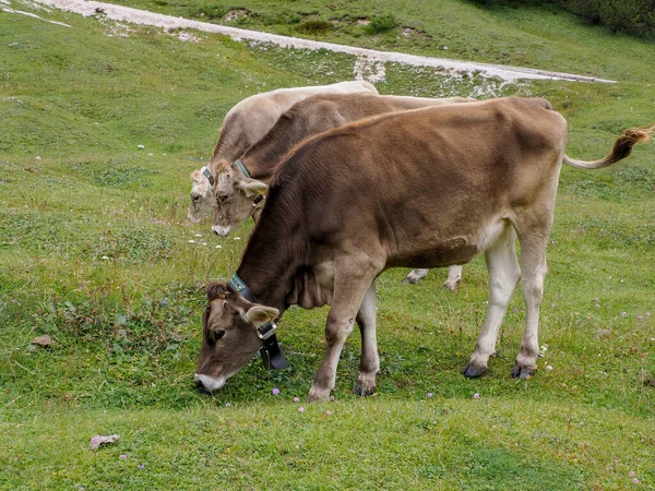 Uma Vaca Relaxante Grama Verde Das Montanhas Dolomitas Uma Cordilheira — Fotografia de Stock