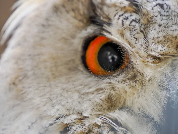 Oko Szczegółowy Widok Rogatej Sowy Indyjskiej Sowy Orłowej Bubo Bengalensis — Zdjęcie stockowe