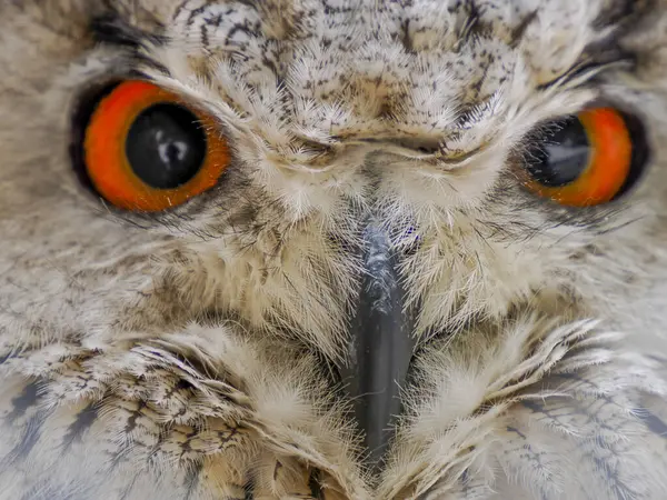 Eye Detailed View Horned Owl Indian Eagle Owl Bubo Bengalensis — Stock Photo, Image