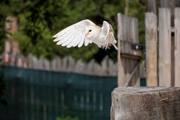 Een Gemeenschappelijke Schuur Uil Tyto Albahead Vliegend Binnen Een Valkerij — Stockfoto