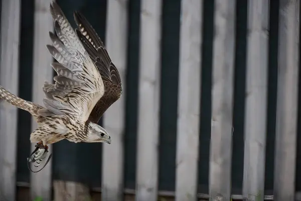 A Falcon flying in a falconry birds of prey reproduction center
