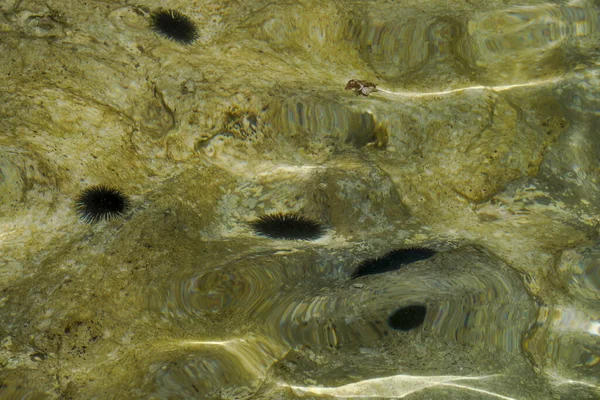 Ouriço Mar Efeito Pintura Natural Subaquática Perto Superfície Mar — Fotografia de Stock