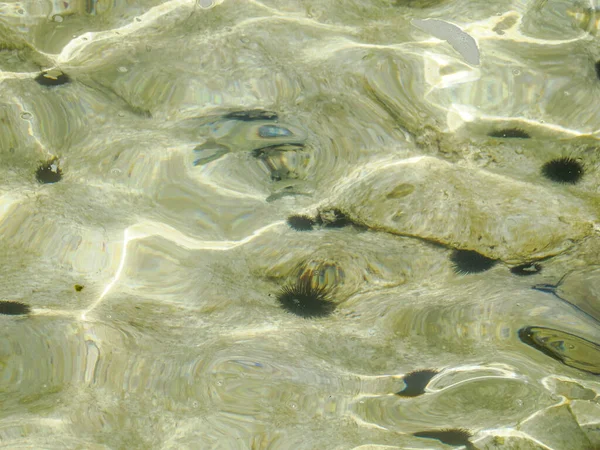 Jeżowiec Podwodny Naturalny Efekt Malowania Pobliżu Powierzchni Morza — Zdjęcie stockowe