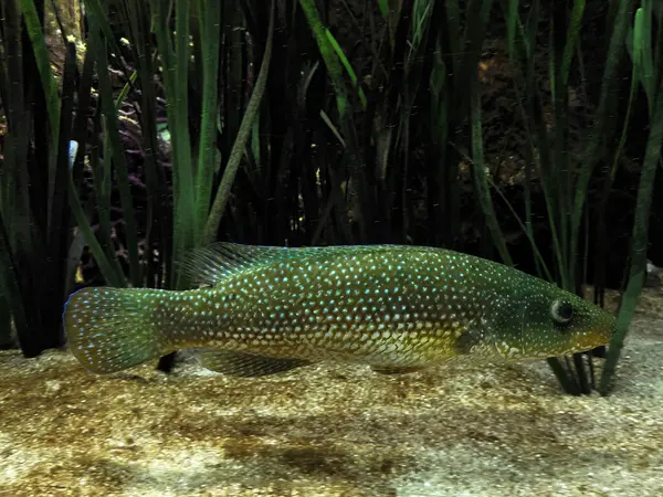 Ein Grüner Lippfisch Unter Wasser Der Pastellgrüne Lippfisch Halichoeres Chloropterus — Stockfoto