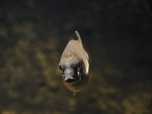 Спільна Пандора Пагелус Еритринус Середземноморська Адріатична Риба Під Водою — стокове фото