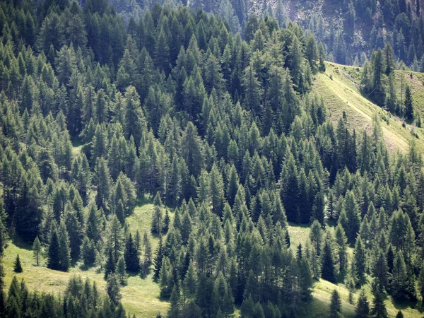 Monte Croce 'un çam ağaçları... Dolomitlerle dağları aşıyor. Badia Vadisi manzarası.