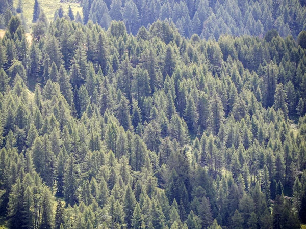 Monte Croce 'un çam ağaçları... Dolomitlerle dağları aşıyor. Badia Vadisi manzarası.