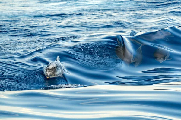 Striped Dolphins Jumping Wild Free Striped Dolphin Stenella Coeruleoalba Coast — Stock Photo, Image