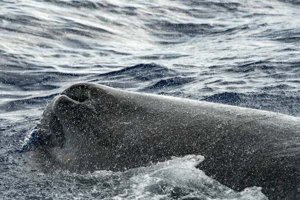 静海中的抹香鲸日落时在海面上潜水的精子鲸气孔细节 — 图库照片