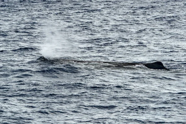 A spermwhale on sea surface Sperm Whale blowing and breathing in mediterranean sea