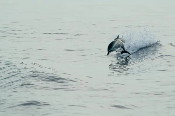 Egy Csíkos Delfinek Ugrás Vad Ingyenes Csíkos Delfin Stenella Coeruleoalba — Stock Fotó