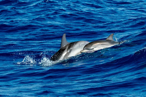 A baby calf and mother striped dolphins jumping wild and free striped dolphin, Stenella coeruleoalba, in the coast of Genoa, Ligurian Sea, Italy