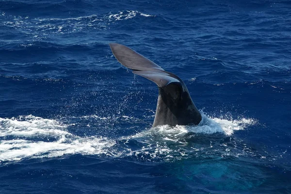 A spermwhale on sea surface Sperm Whale diving tail detail somersault in mediterranean sea
