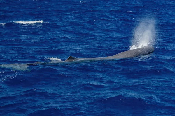 Uma Baleia Esperma Superfície Mar Baleia Esperma Soprando Respirando Mar Imagem De Stock