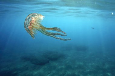 Akdeniz Cinque Monterosso 'sunda dalarken güneş ışınlarıyla aydınlatılan sahilde kristal gibi berrak bir şekilde yüzen bir denizanası.