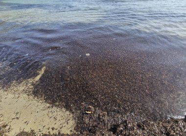 Sicilya 'nın Calamosche plajında deniz yosunları yığını ve yatakları Posidonia okyanusitsa