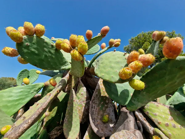Cactus Poire Barbarie Sauvage Fructifiant Figue Indienne Sicile Italie — Photo