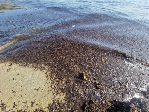 Tas Lits Algues Marines Posidonia Oceanica Sur Plage Sable Calamosche — Photo