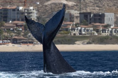 Pasifik Okyanusu 'nun arka planında kambur balina ihlali. Cabo San Lucas Mexico Baja California sur' da.