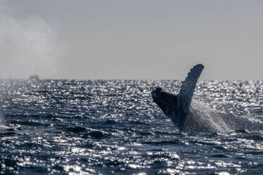 Pasifik Okyanusu 'nun arka planında, Cabo San Lucas Meksika Bajico California' da günbatımında bir kambur balina yaklaşıyor.