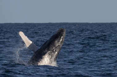 Pasifik Okyanusu 'nun arka planında kambur balina ihlali. Cabo San Lucas Mexico Baja California sur' da.