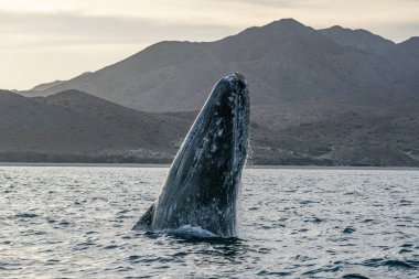 Meksika, Baja California 'da bir gri balina gedik açıyor.