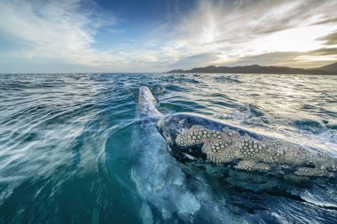 Baja California 'da gün batımında gri bir balina.