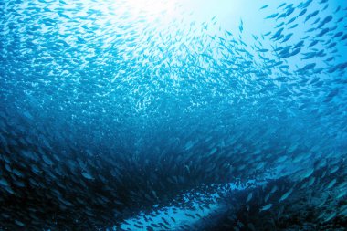 Dev bir sardalya sürüsünün içinde balık yemi topu Cortez Denizi Meksika 'da dalarken