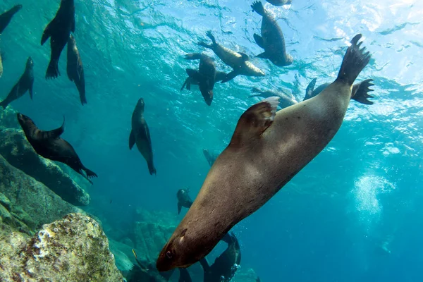 海狮海豹在水下向你袭来 图库照片