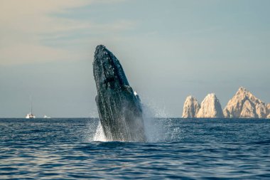 Cabo San Lucas Baja California 'da kambur balina ihlali. Mexico Pasifik Okyanusu' nda denizden atlıyor.