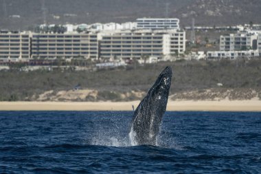 Cabo San Lucas Baja California 'da kambur balina ihlali. Mexico Pasifik Okyanusu' nda denizden atlıyor.