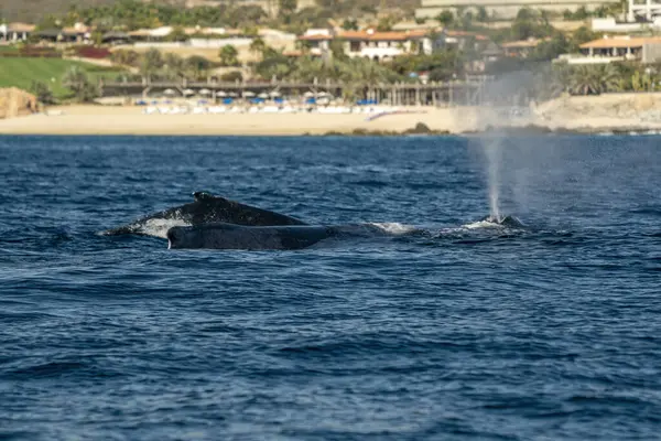 Two humpback whales in front of the beach of cabo san lucas baja california sur mexico pacific ocean