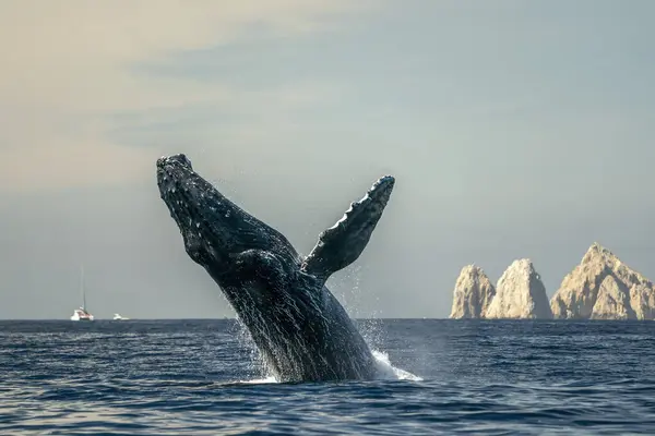 Cabo San Lucas Baja California 'da kambur balina ihlali. Mexico Pasifik Okyanusu' nda denizden atlıyor.