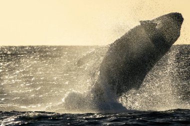 Pasifik Okyanusu, Cabo San Lucas, Baja California Sur Mexico 'da günbatımında bir kambur balina yaklaşıyor.
